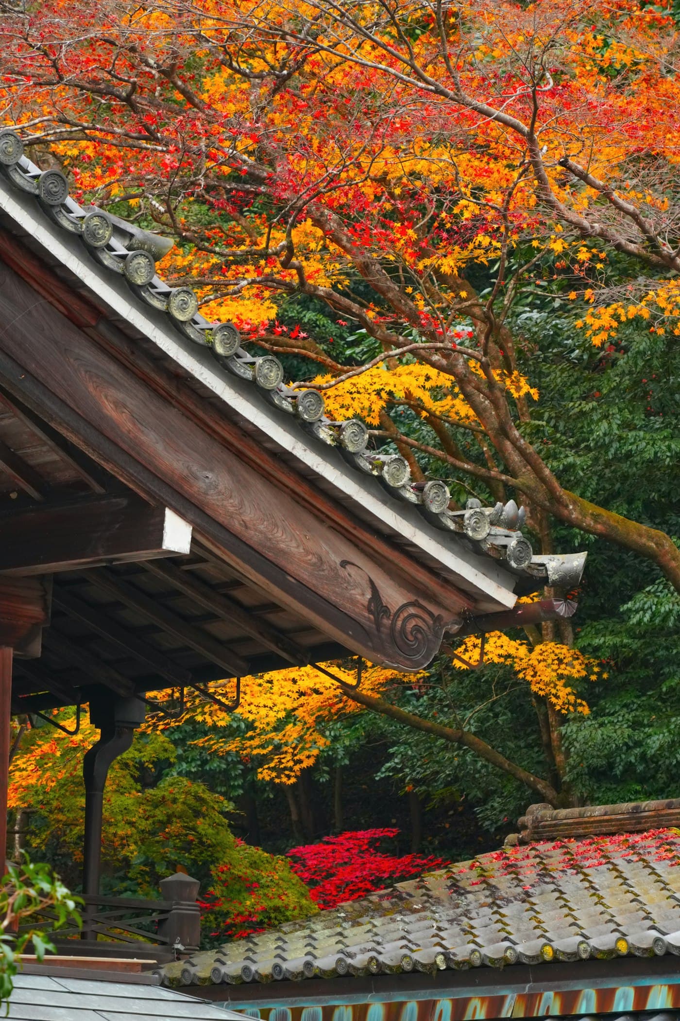Kyoto Autumn Leaves 2026: Peak Forecast, Best Temples & Crowd Strategy