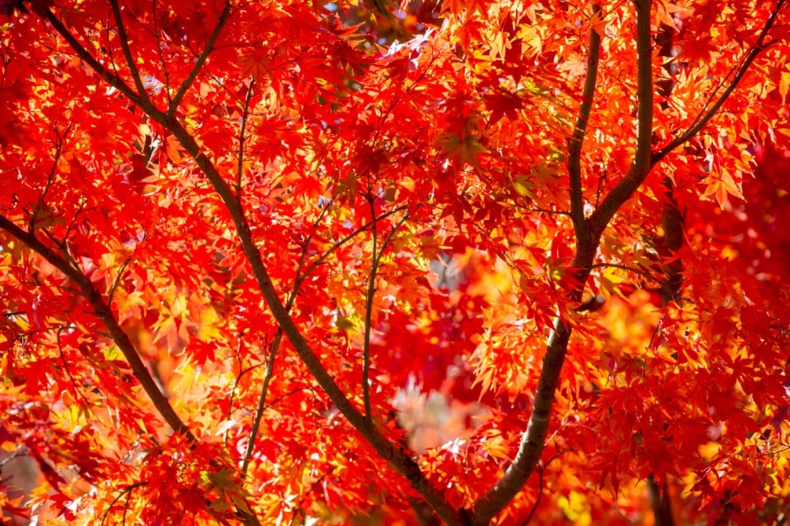 Hokkaido Autumn Leaves 2026: When to Go, Where to Be, and What It Actually Costs