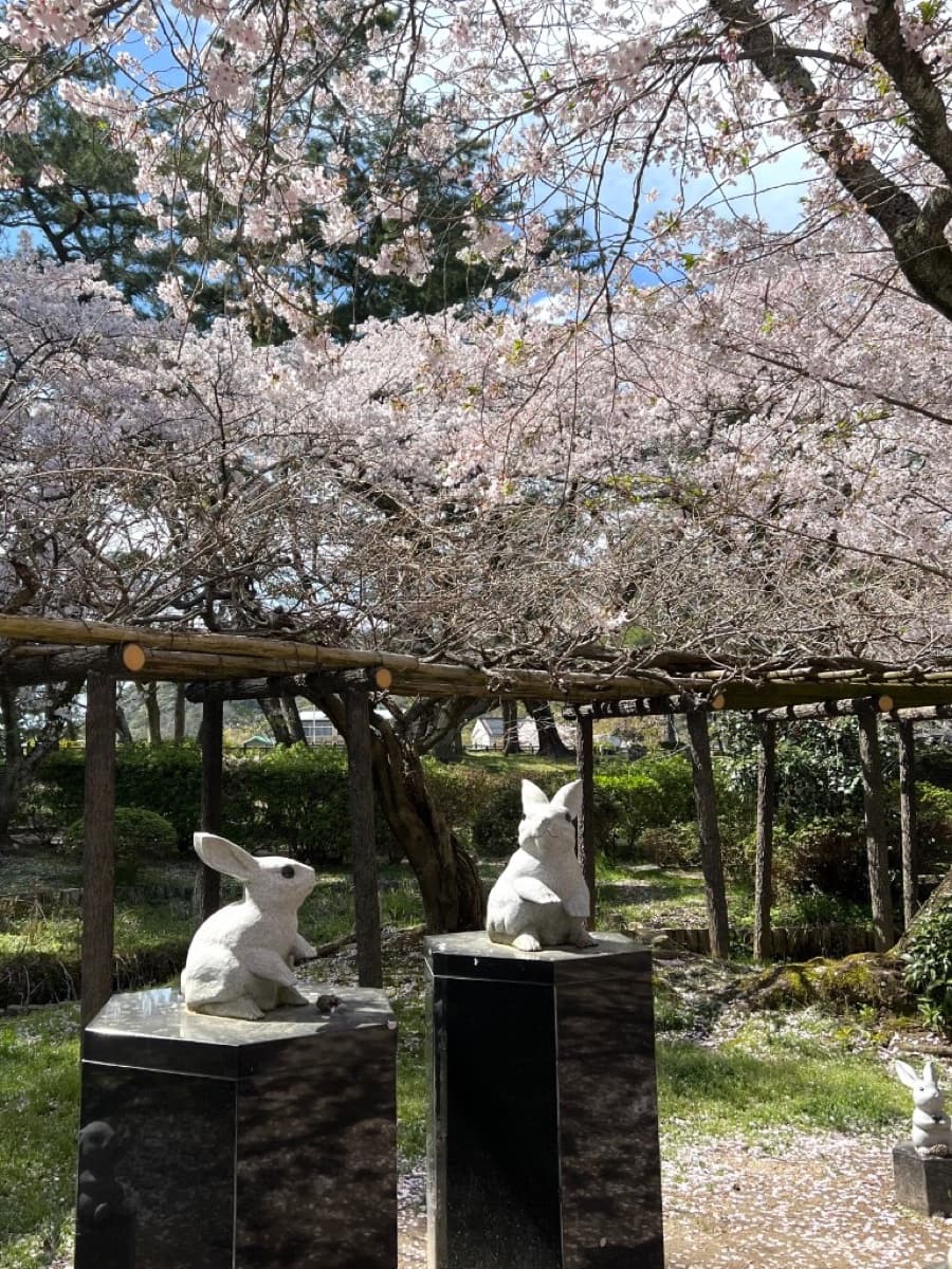 Cherry blossoms in full bloom over white rabbit statues at Izumo, Shimane, in mid-April