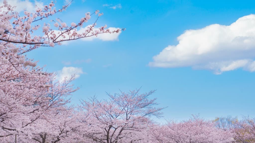 Japan Cherry Blossom Forecast 2027: The Practical Planning Guide for Self-Guided Travelers