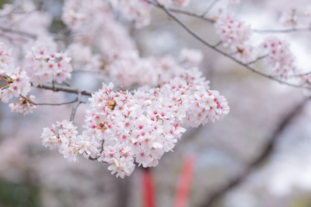Pale pink cherry blossoms in full bloom on dark branches, with soft spring light filtering through the petals