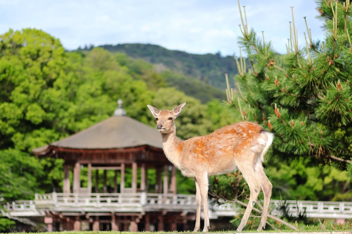 A sika deer standing on the grass in Nara Park in front of the Ukimido pavilion, with green trees and hills behind