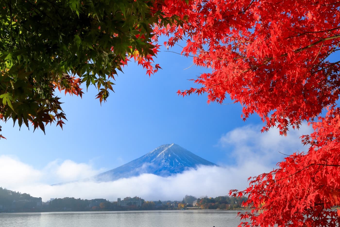 Mount Fuji rising above cloud across Lake Kawaguchi, framed by red and green maple leaves