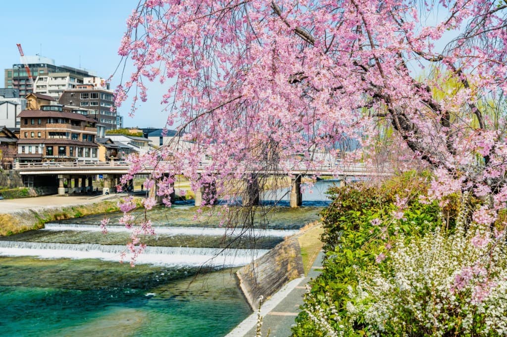 Weeping cherry blossoms along the Kamogawa River in central Kyoto