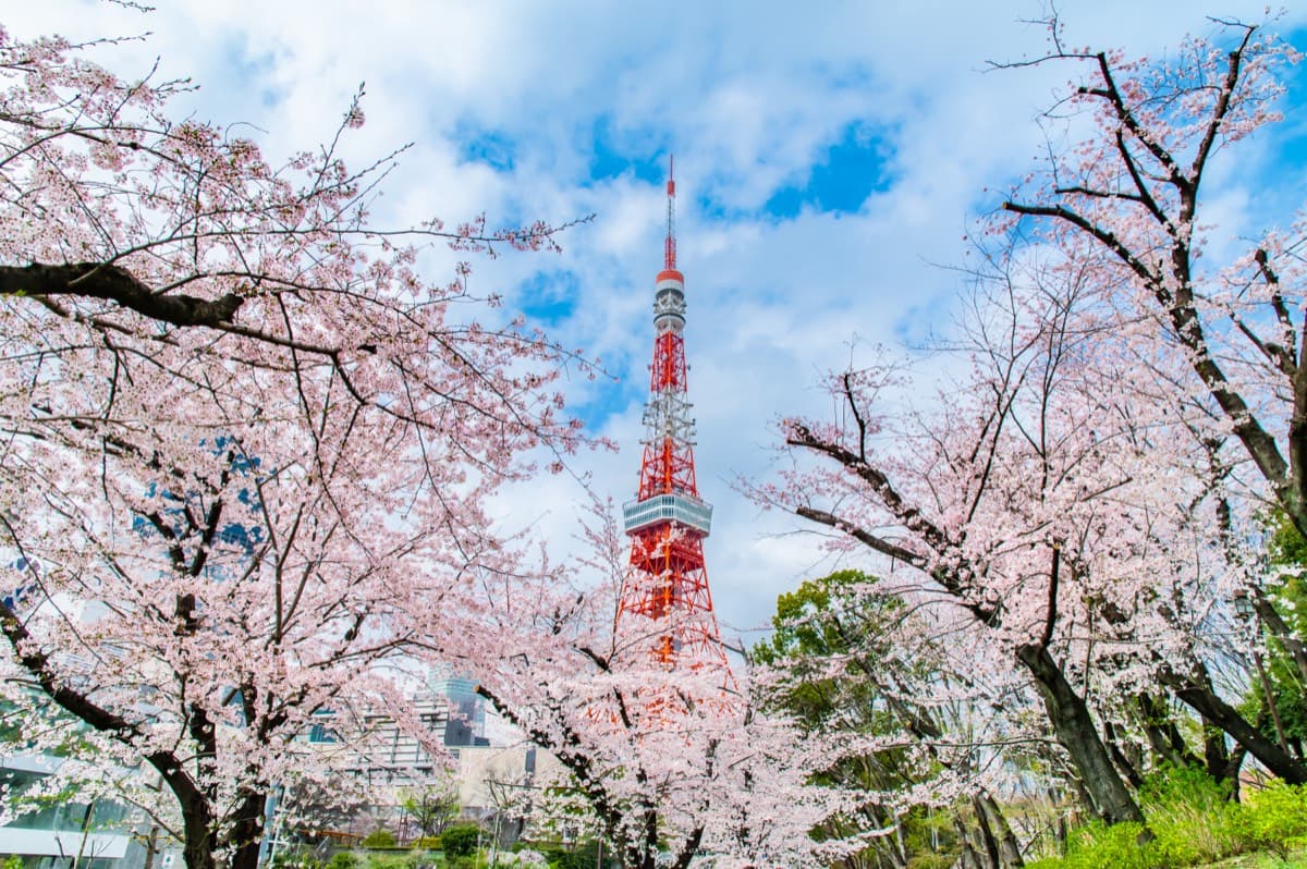 Tokyo Tower rising above cherry trees in full bloom at Shiba Park