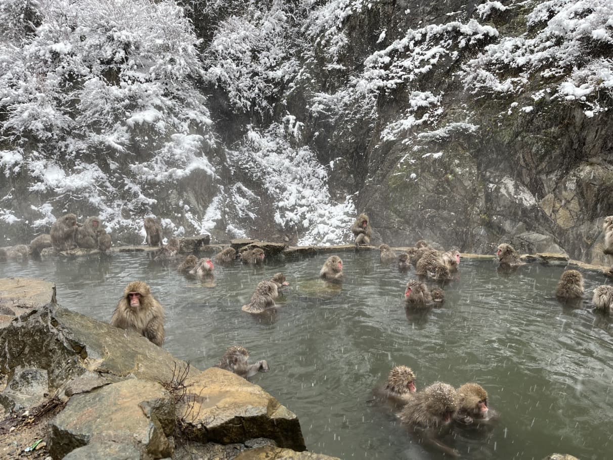 Dozens of Japanese macaques soaking in the hot spring pool at Jigokudani during heavy snowfall, snow-covered cliffs behind