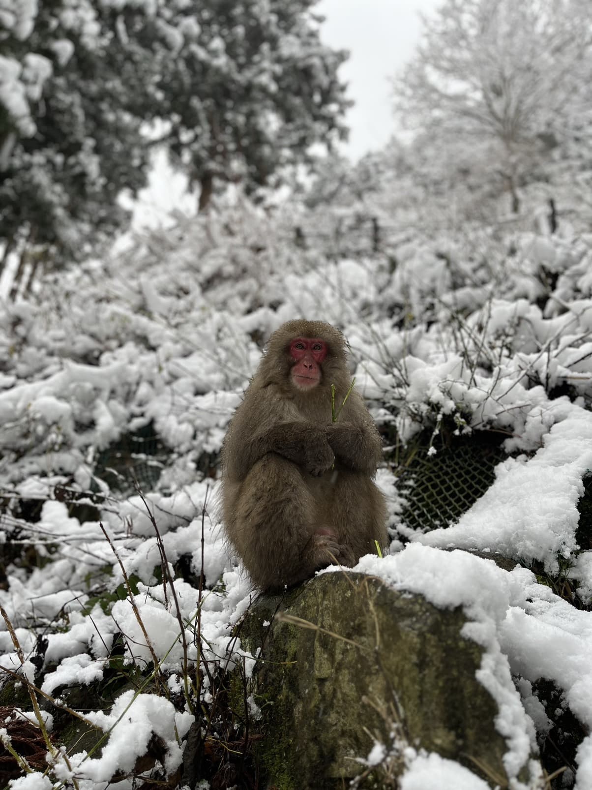 A single Japanese macaque sitting upright on a snow-dusted rock, holding a green stem, surrounded by fresh snow