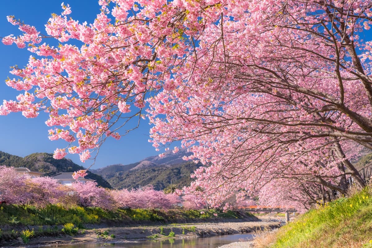 Deep pink Kawazu-zakura cherry blossoms forming a canopy over a riverside path