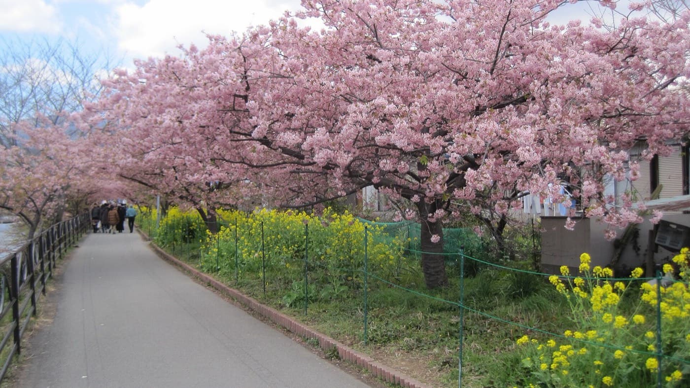 Riverside path at Kawazu lined with deep pink cherry trees and yellow rapeseed flowers, with visitors walking