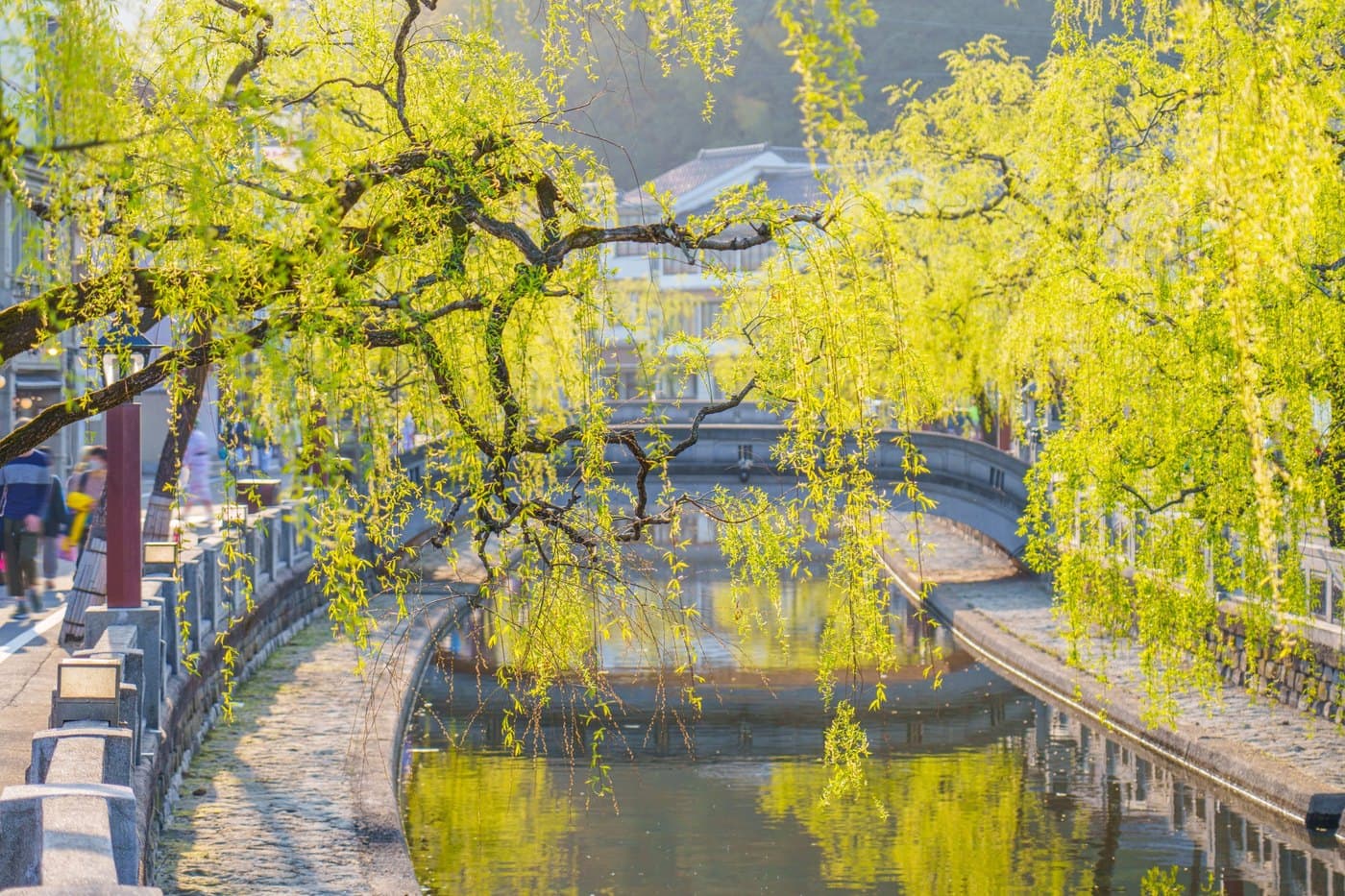 Fresh green willow branches hanging over the canal in Kinosaki Onsen in spring, with a stone arch bridge and ryokan buildings behind