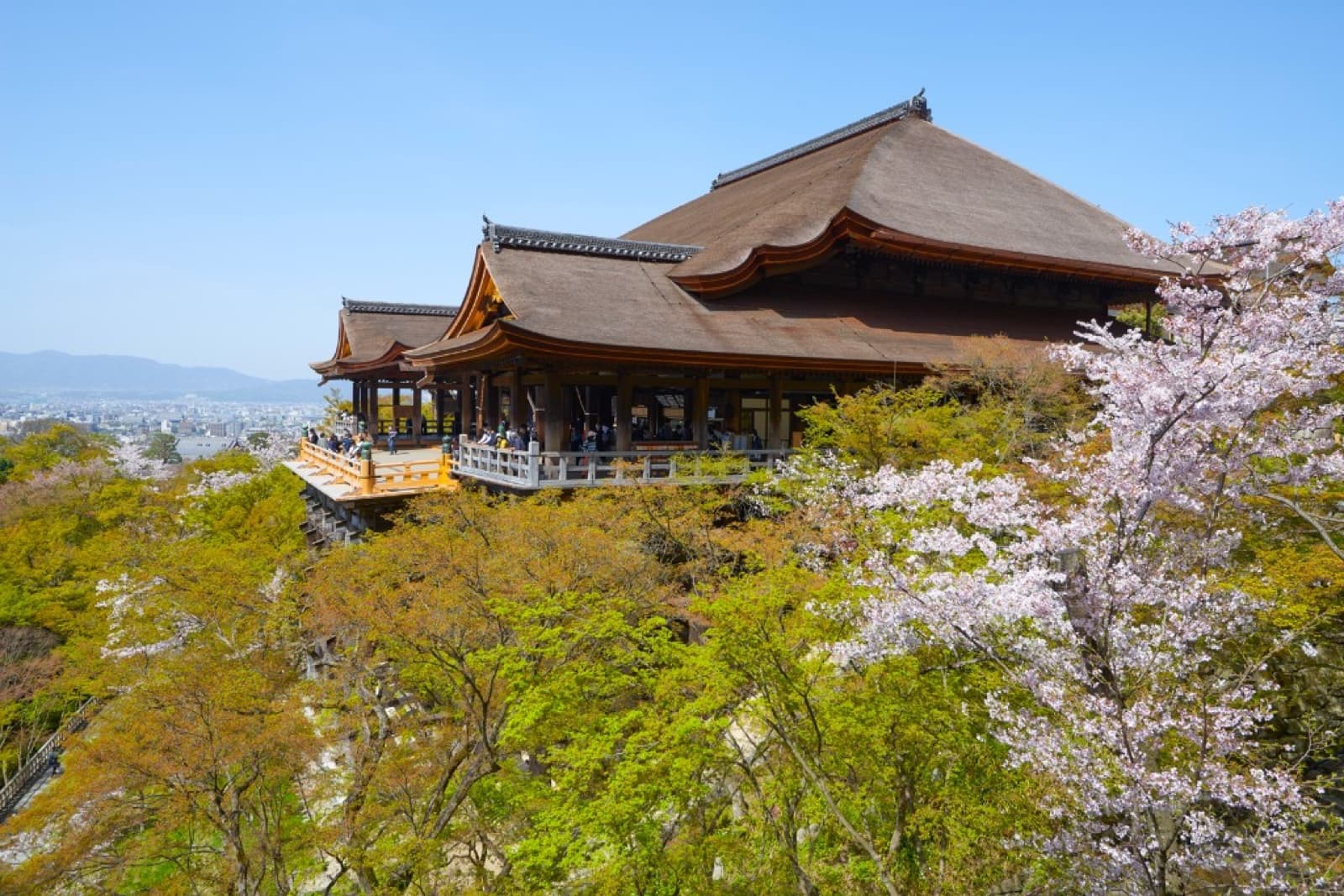 Kiyomizu-dera main hall and wooden stage in Kyoto with cherry blossoms in full bloom and fresh spring green on the hillside