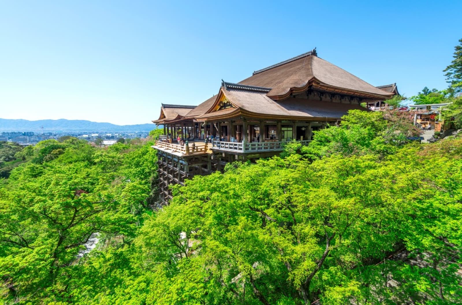 Kiyomizu-dera in early summer surrounded by bright fresh-green maple foliage under a clear blue sky