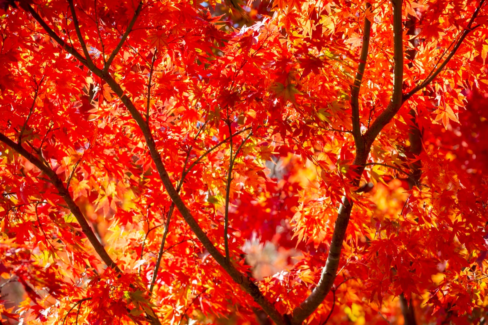 Vivid red and orange Japanese maple leaves glowing in the autumn sun