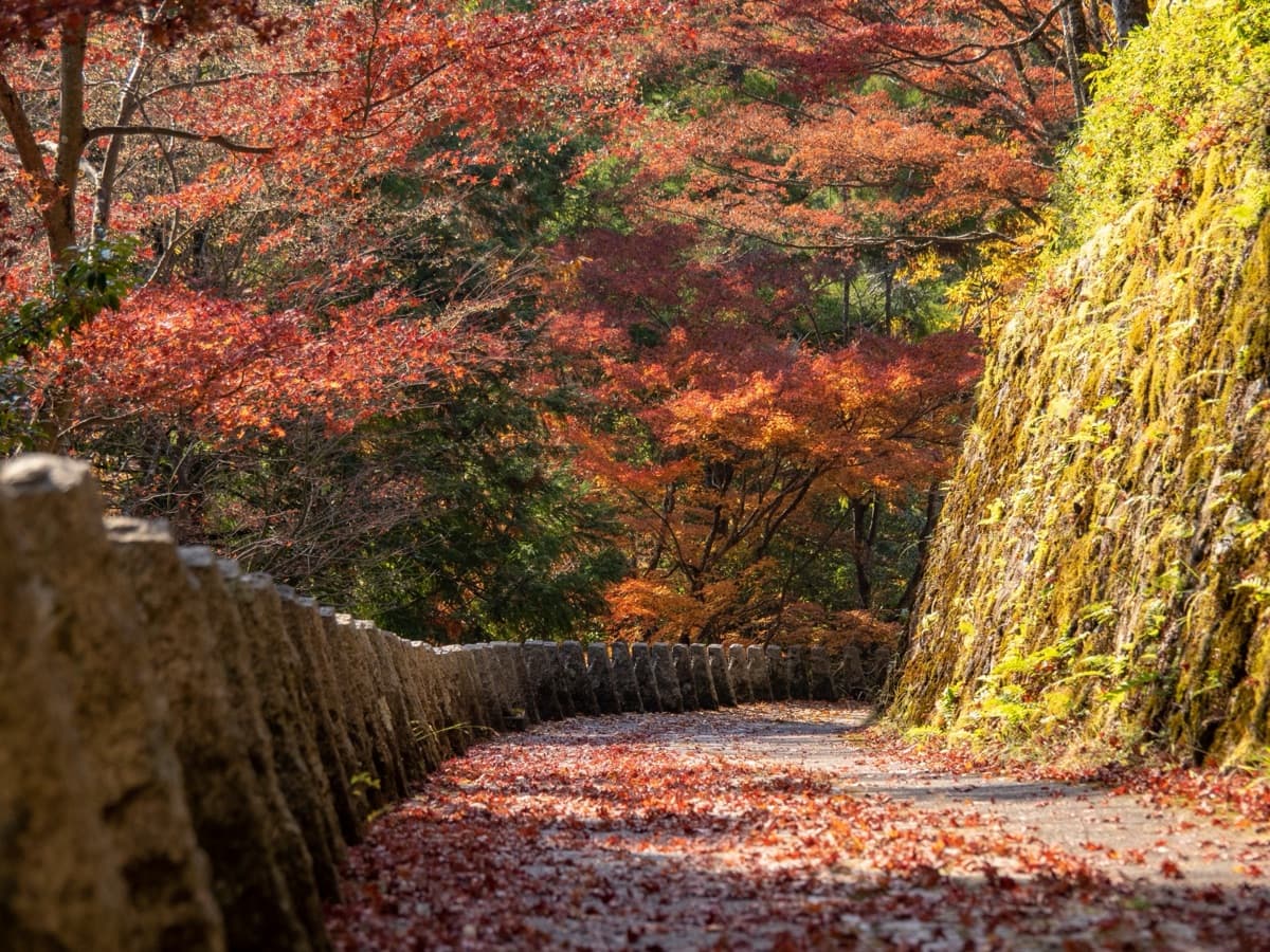 Nara Autumn Leaves 2026: A Self-Guided Guide to Nara Park Autumn Foliage