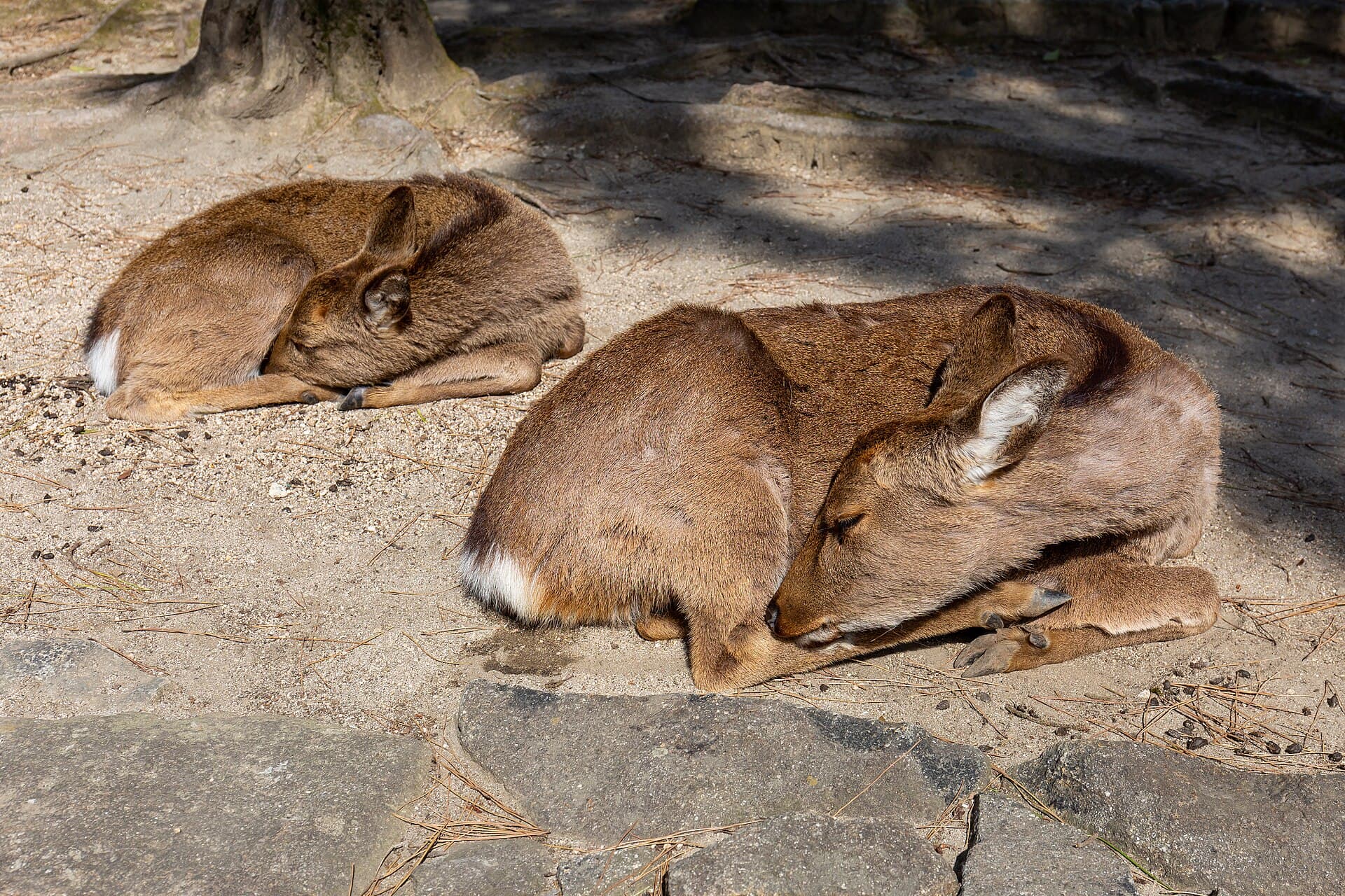 Two young sika deer curled up asleep on sandy ground on Miyajima