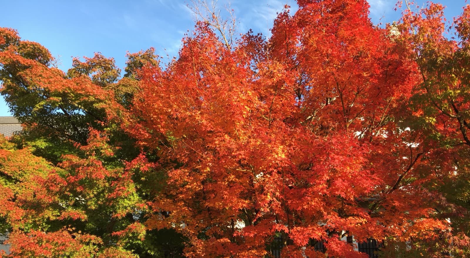 Brilliant red Japanese maple leaves glowing over a temple path in autumn