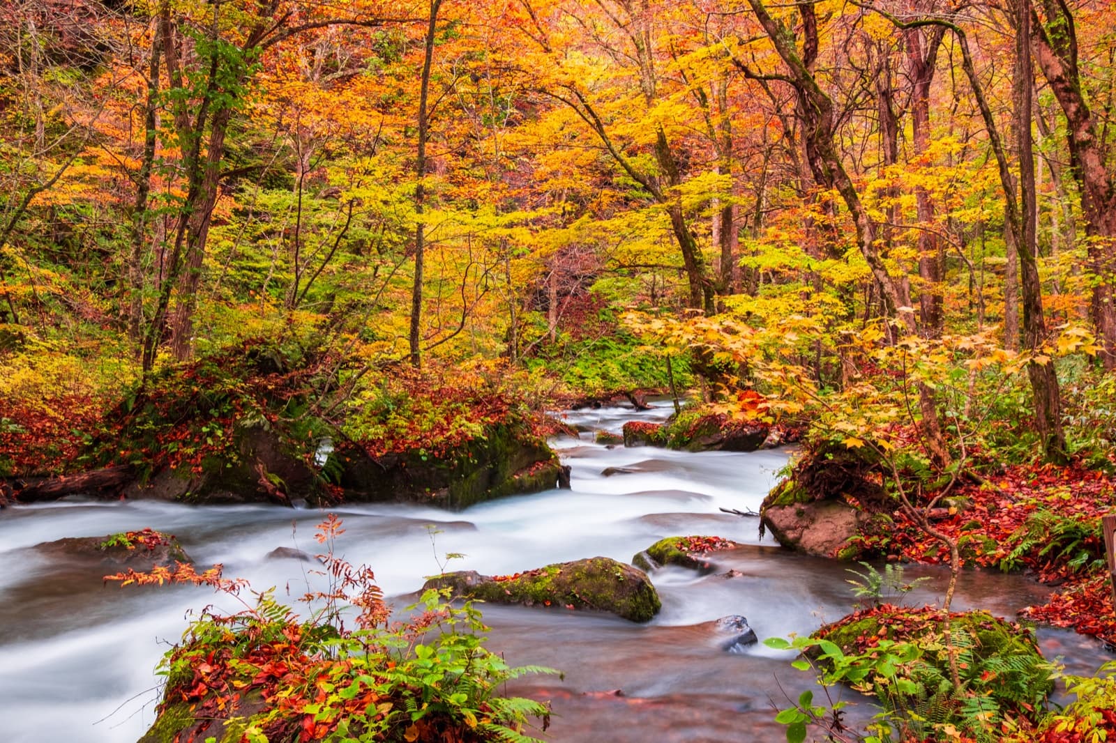 White water rushing between moss-covered rocks under red and gold autumn trees on the Oirase Stream
