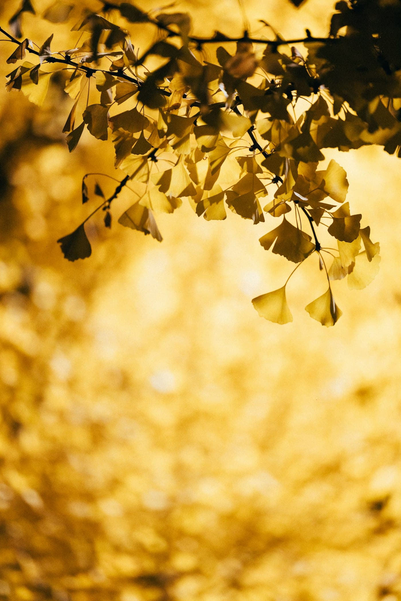 Golden ginkgo leaves in peak autumn colour on a Tokyo avenue in late November