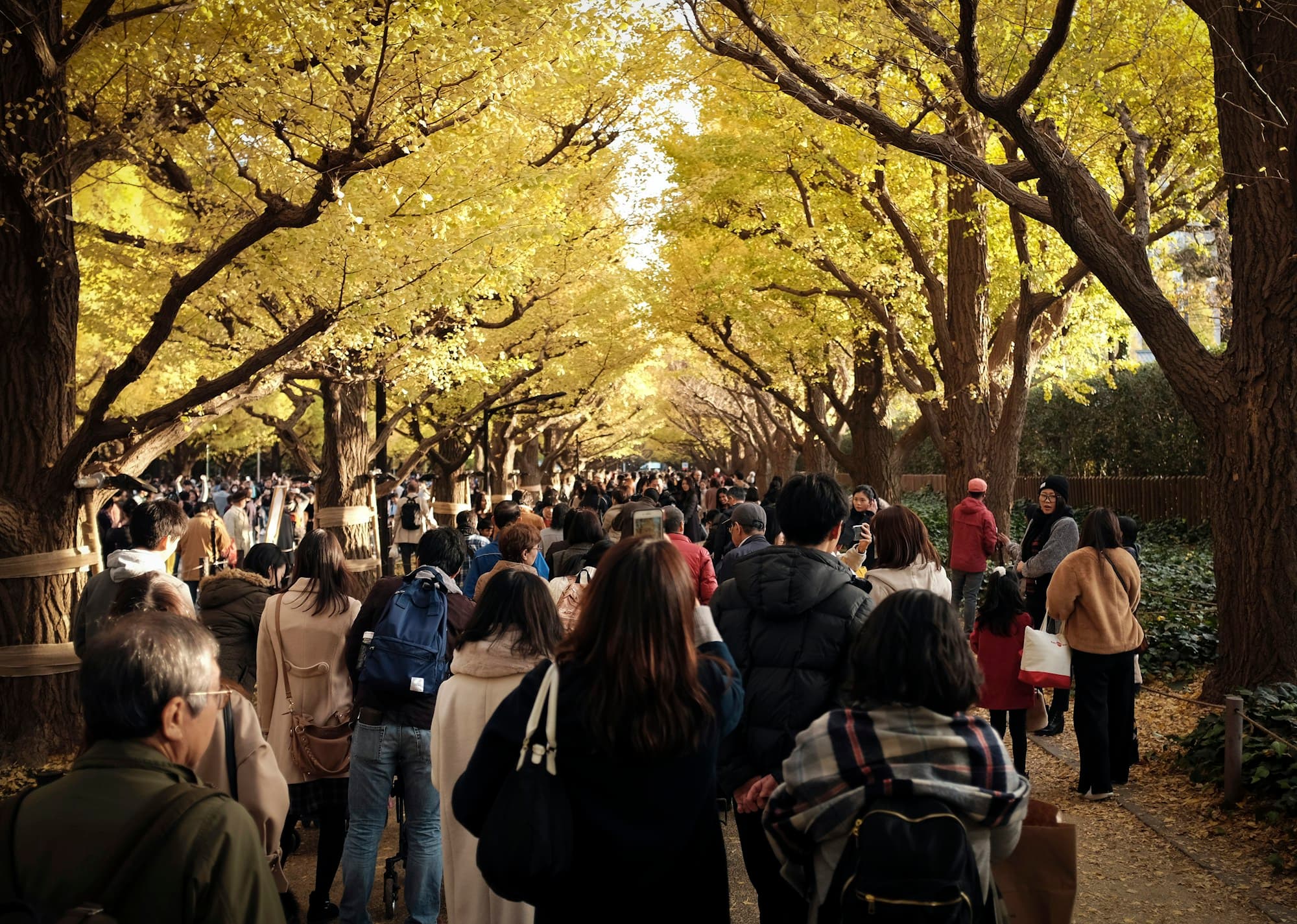 Tokyo Autumn Leaves 2026: Peak Dates, Best Spots & a Day-Trip Plan