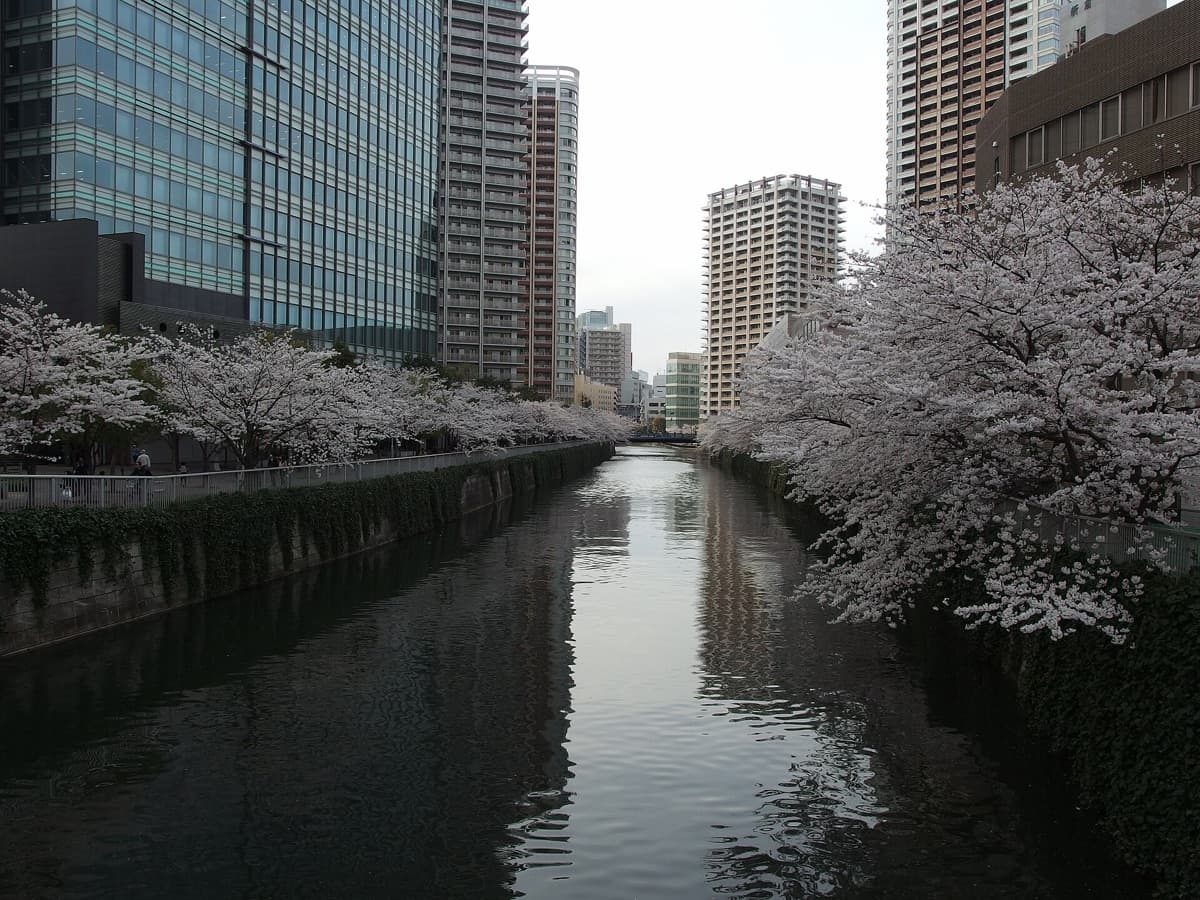 Japan in March 2027: The Month Cherry Blossom Season Begins — Weather, Dates & Timing