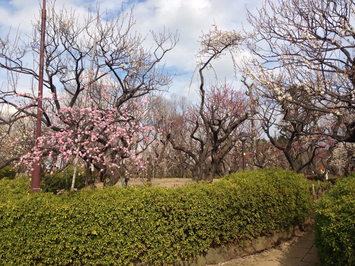 Pink and white plum trees in blossom in Hanegi Park on a sunny day, with a hedge in front