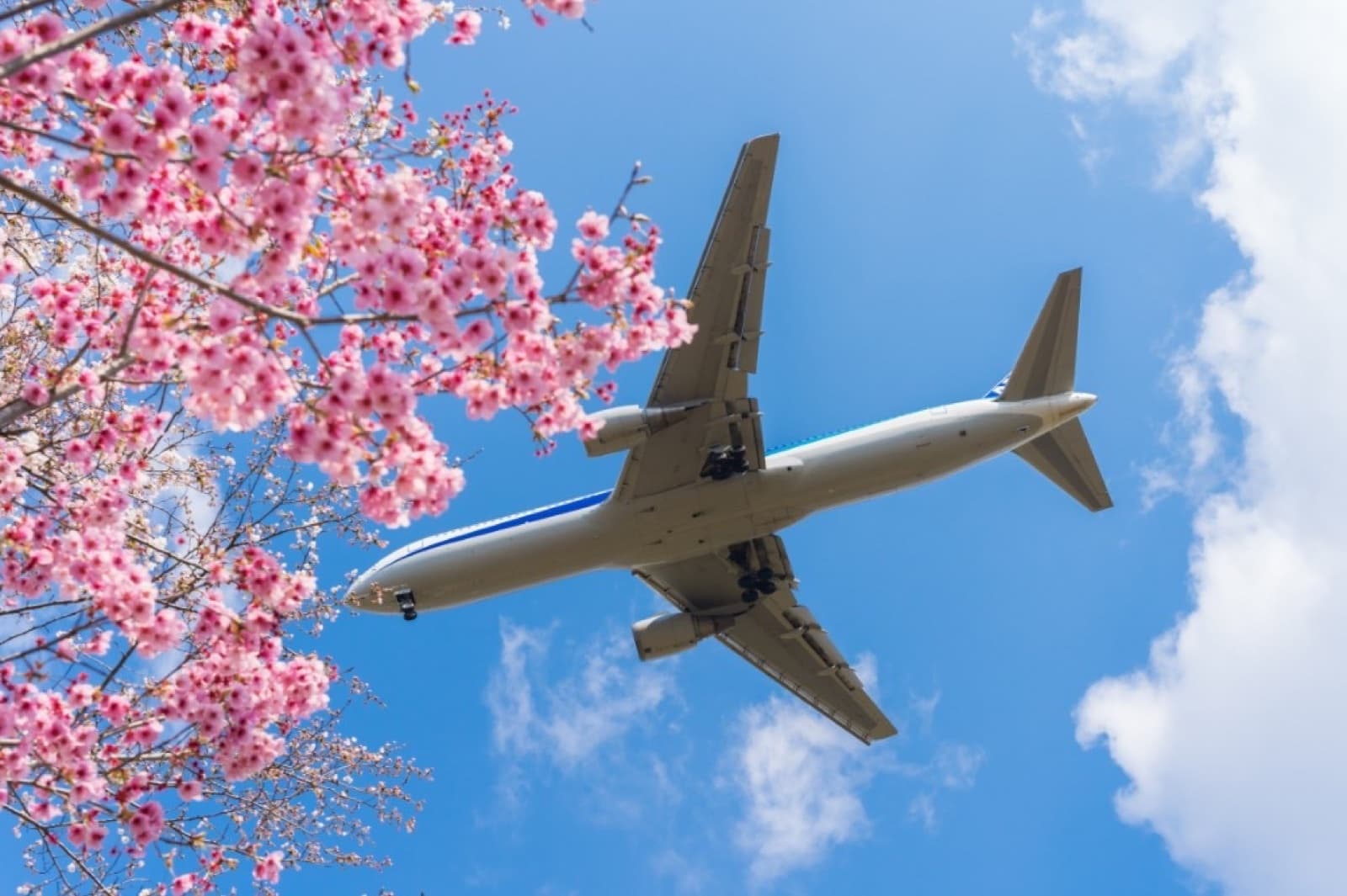 A passenger jet flying over pink cherry blossoms against a blue sky
