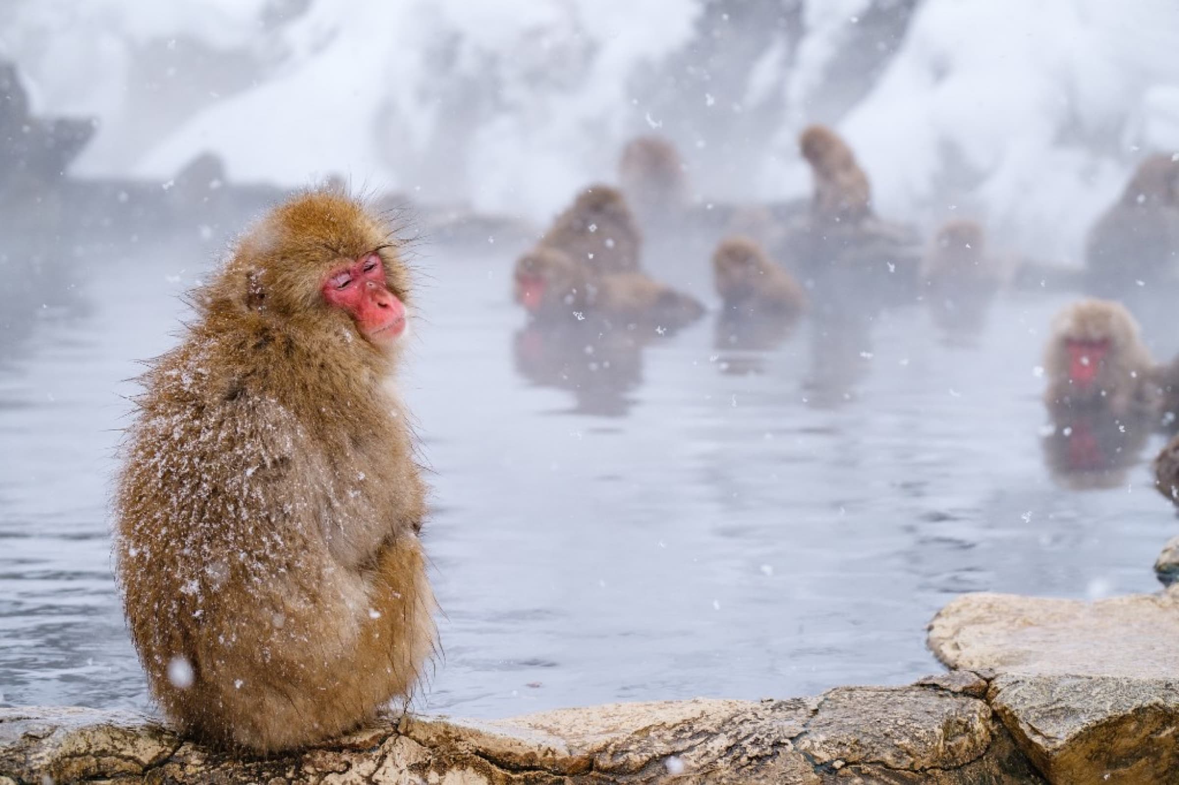 Japanese macaques bathing in a hot spring at Jigokudani in winter