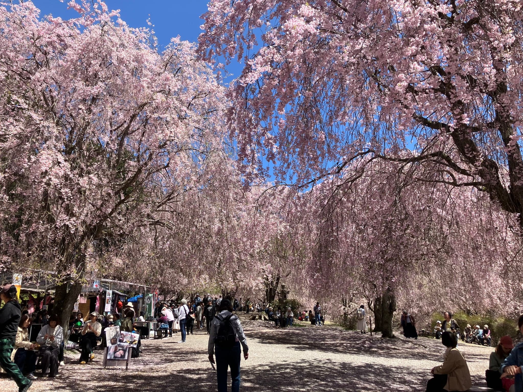 Weeping cherry trees in full bloom arching over a path, with visitors walking beneath
