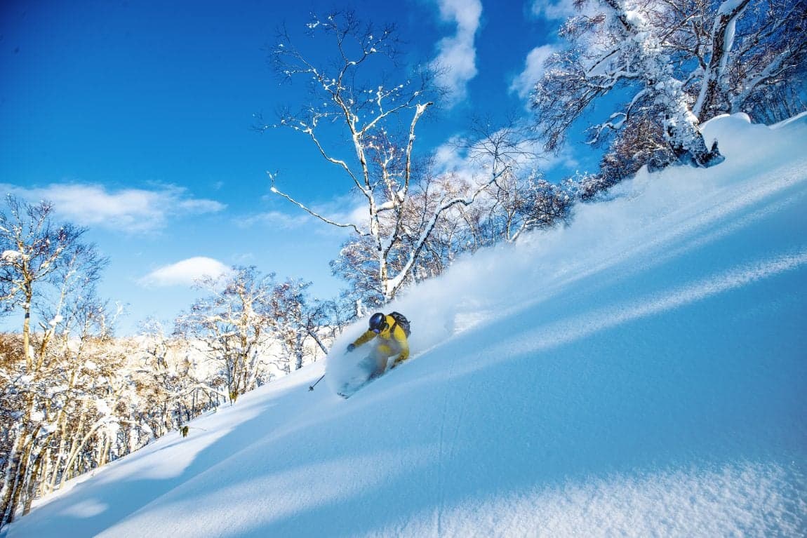 A skier making a turn in deep powder snow between bare winter trees in Hokkaido