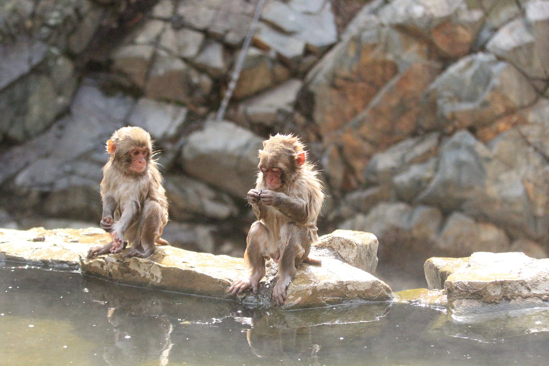 Two young Japanese macaques sitting on the rocks beside the hot spring pool at Jigokudani Monkey Park