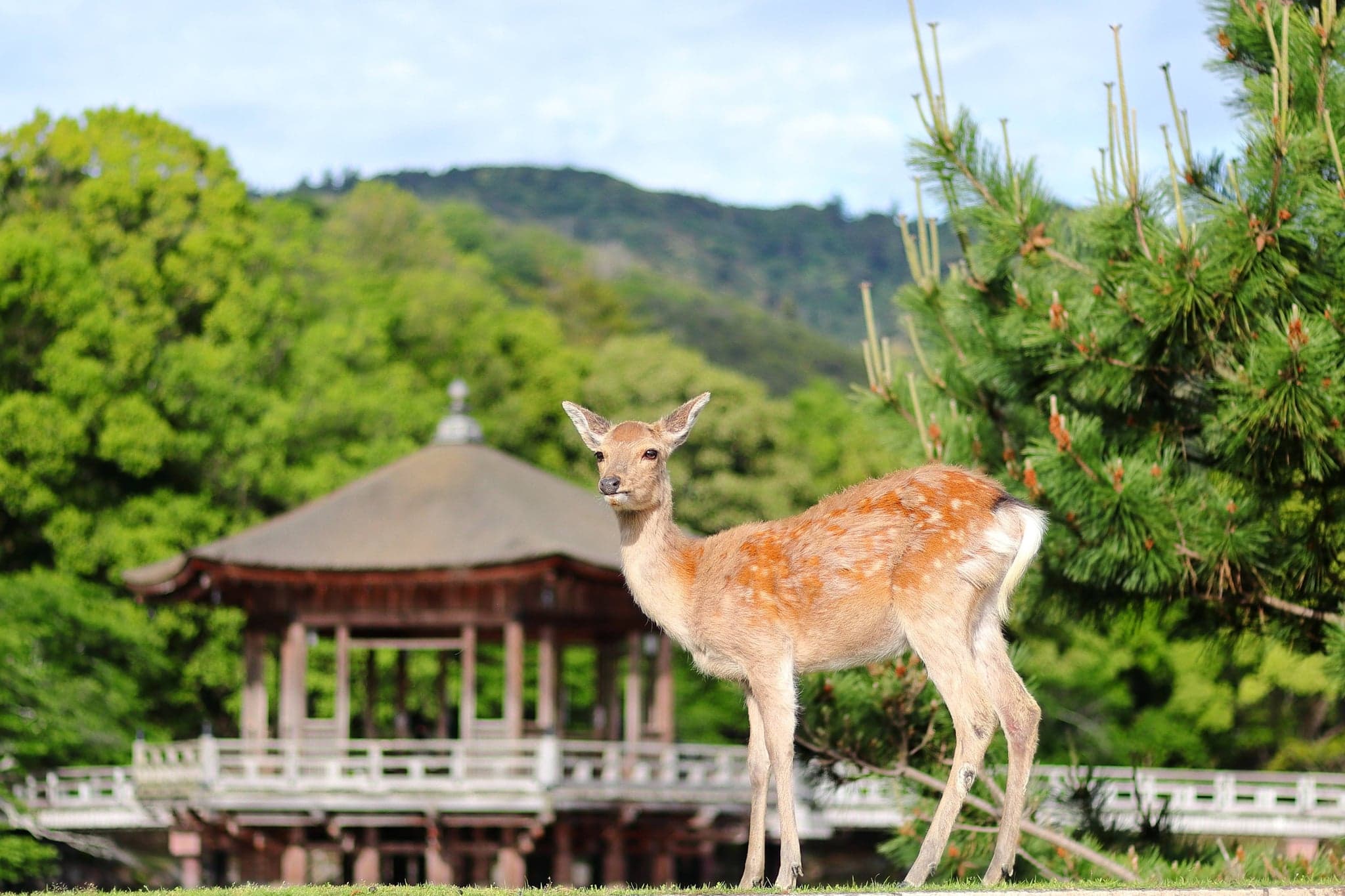 Nara