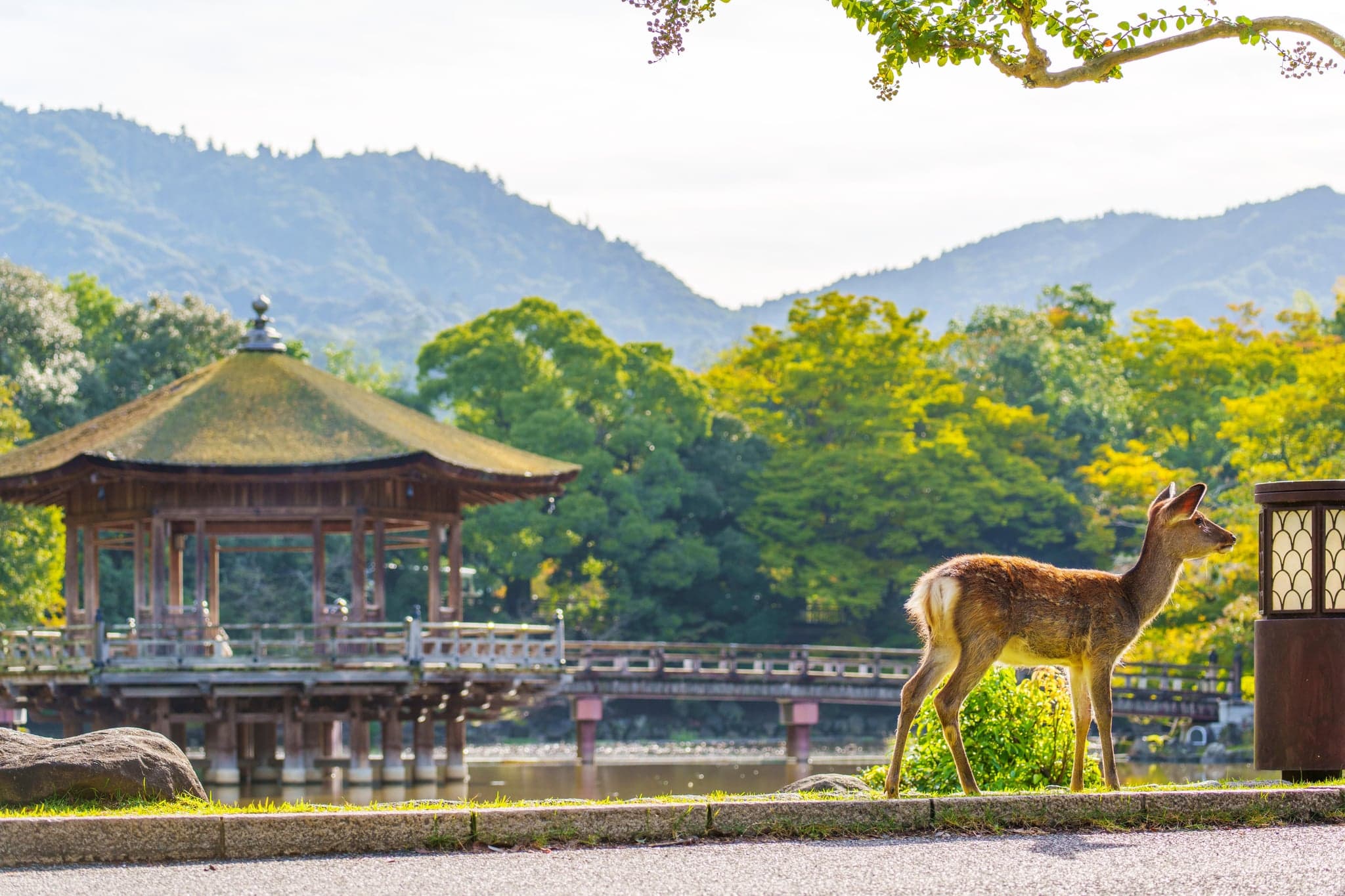 Things to Do in Nara, Japan: A Practical Guide for Self-Guided Travelers