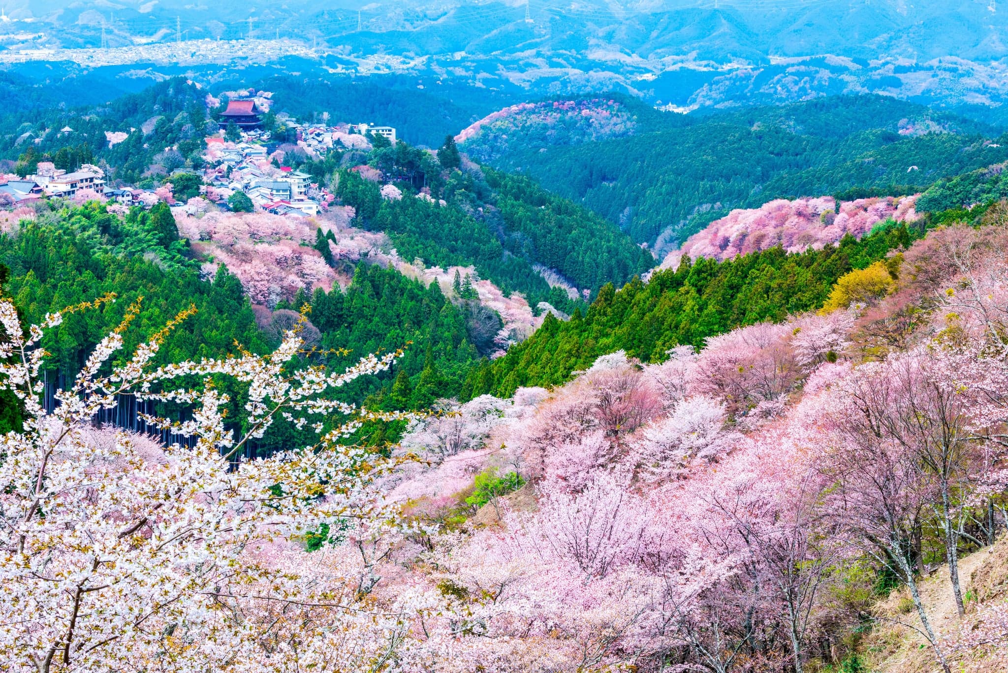 Hillsides covered in pink cherry blossom trees among green forest at Yoshino in spring