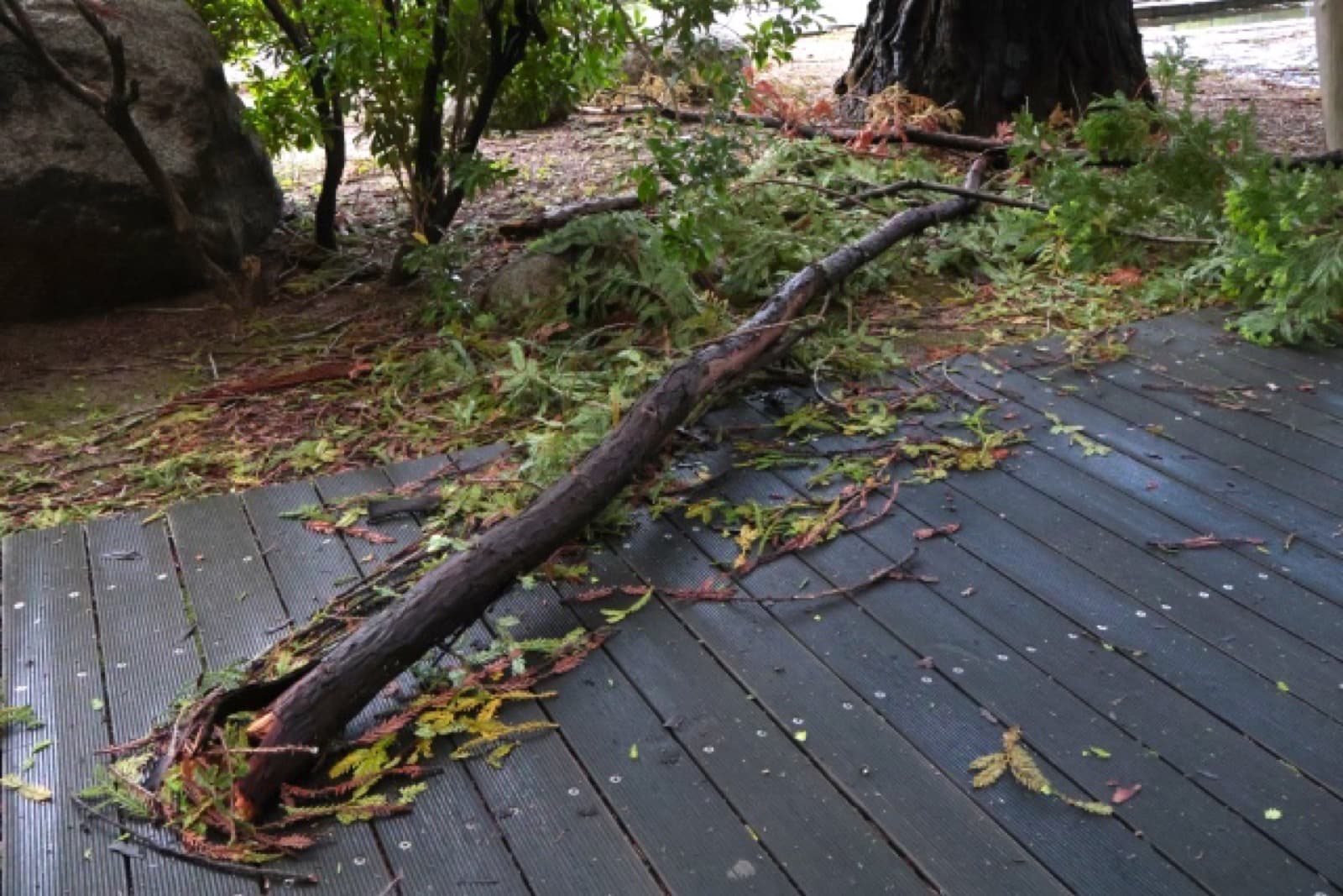 A large tree branch snapped by typhoon winds lying across a wet wooden deck