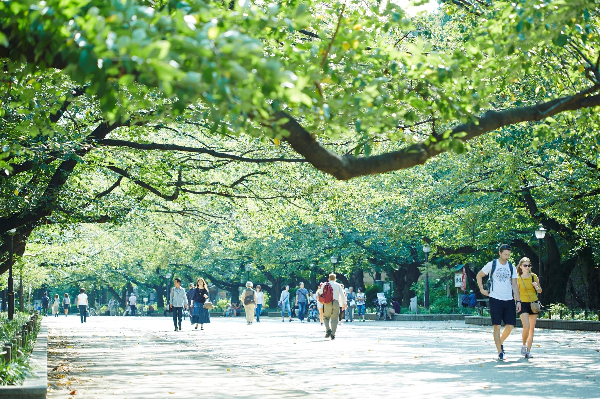 Families walking along a wide, shady path under large trees in Ueno Park